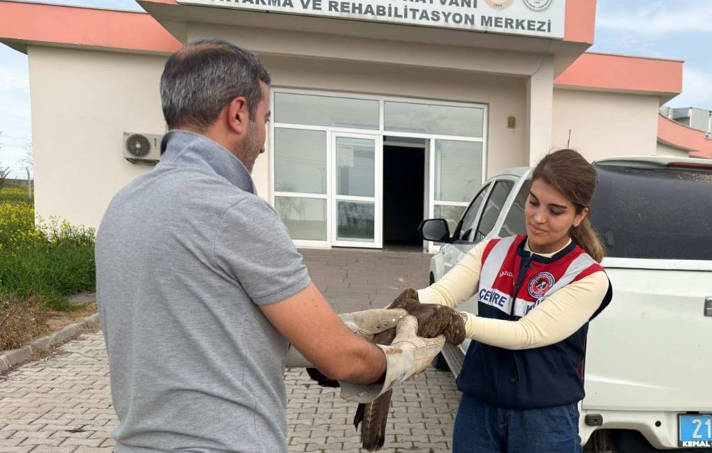 Jandarmalar tarafından yaralı halde bulunan şahin, tedavi edildi.