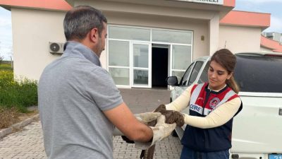 Jandarmalar tarafından yaralı halde bulunan şahin, tedavi edildi.
