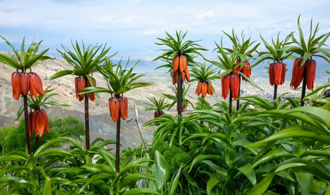Ergani ilçesindeki Sakız Dağı, kayalıklar arasında açan ters laleleriyle baharda