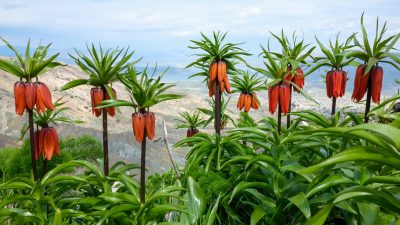 Ergani ilçesindeki Sakız Dağı, kayalıklar arasında açan ters laleleriyle baharda