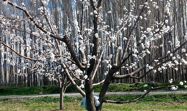 igdir da zirai don alarmi kayisi basta olmak uzere urunler risk altinda 4237