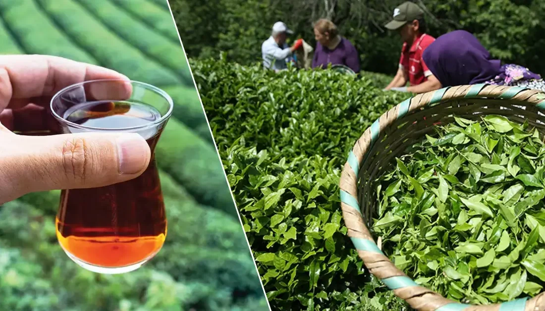 Türkiye'nin çay ihracatı yılın ilk çeyreğinde önemli bir ivme yakaladı.