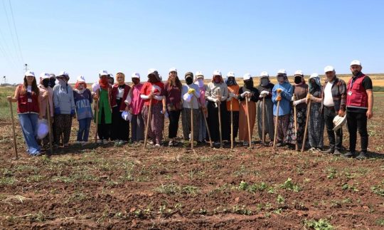 Diyarbakır Büyükşehir Belediyesi ekipleri, Sur ilçesine bağlı Bozdemir Mahallesi’nde mevsimlik